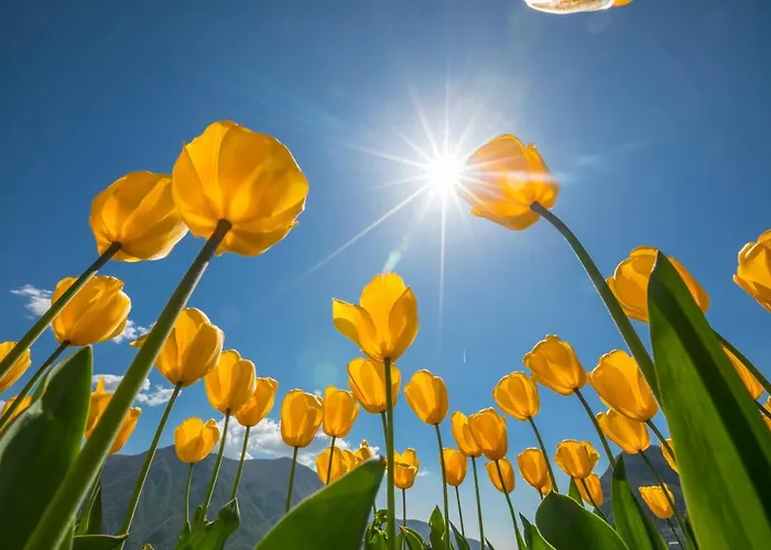 Apartment Riscossa *